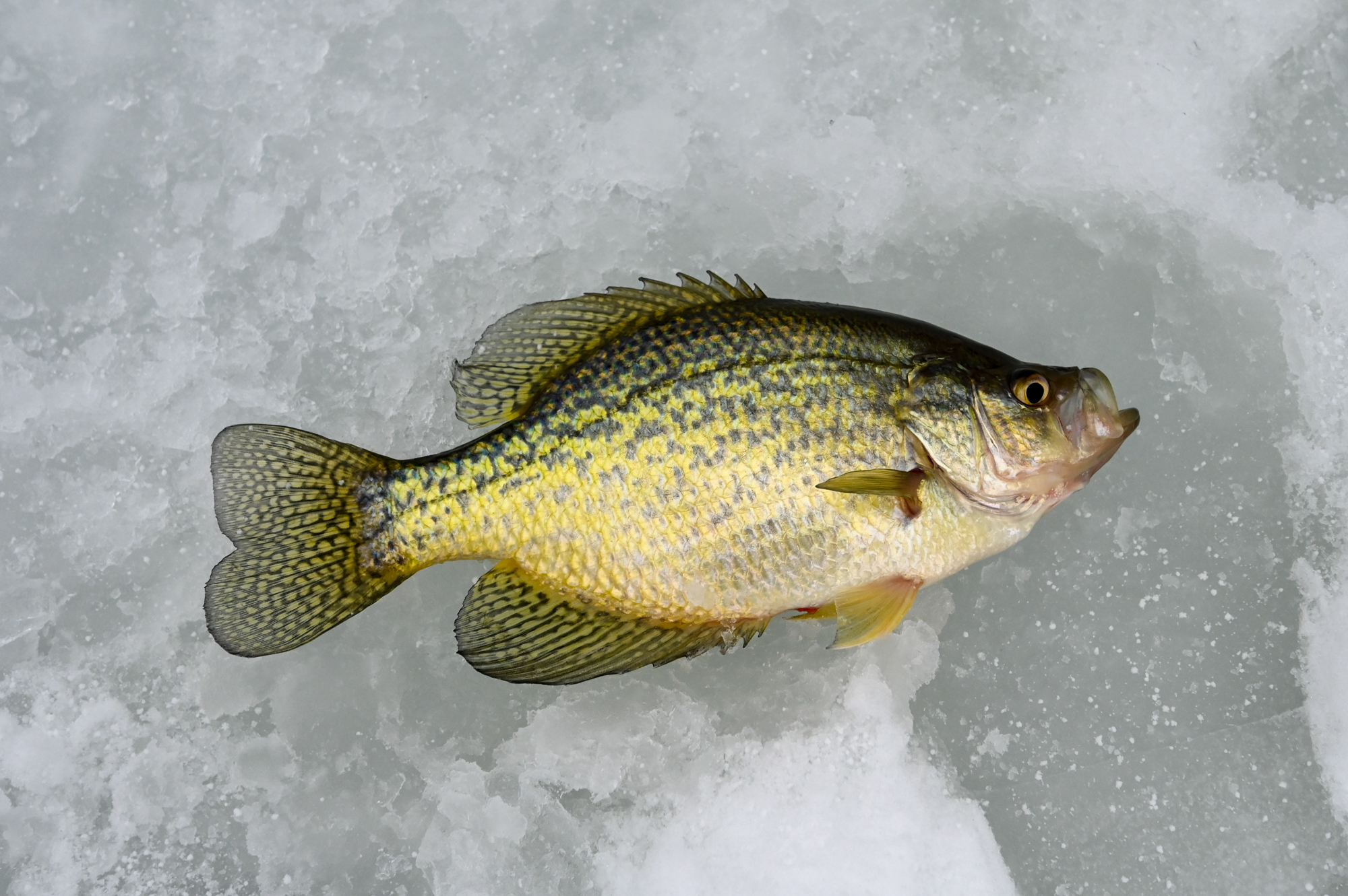 Good Times On Ice – Winter Fishing In St. Germain